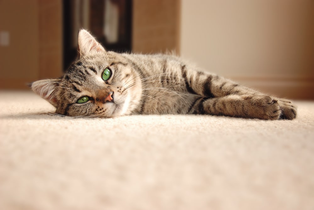 pet stain and odor removal, pet stain and odor removal services, smith brothers carpet cleaning